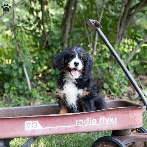 Charlie, Mini Bernedoodle Puppy